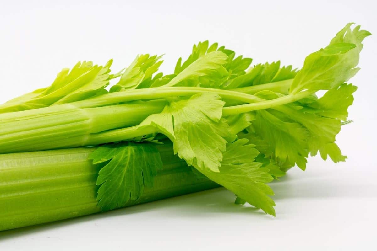 close up of celery leaves