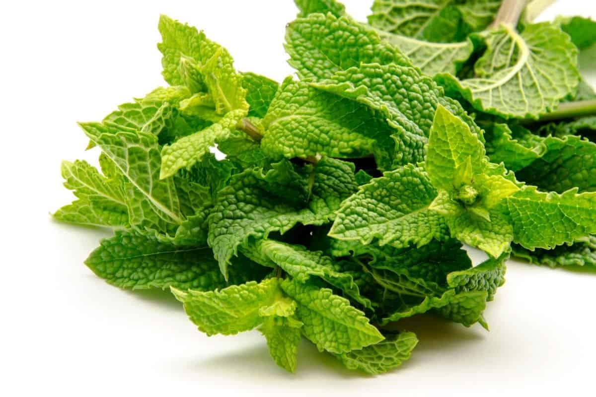 close up of mint leaves