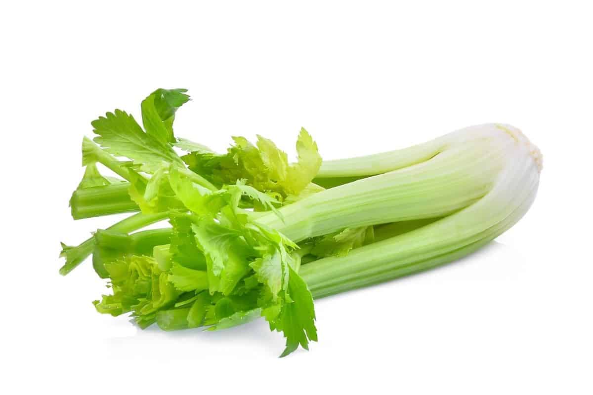 image of celery showing stalks and leaves