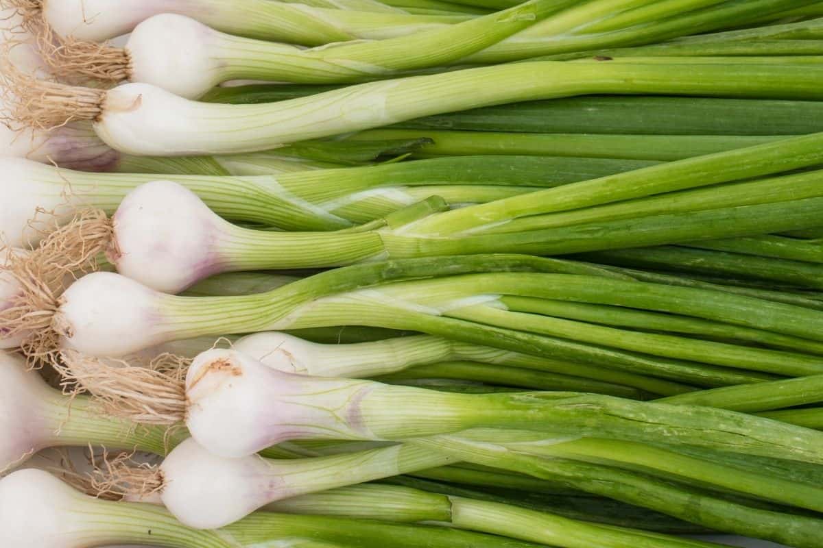 green onion image.